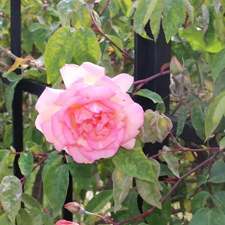 شقة House In Caramagna *