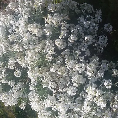 House In Caramagna شقة *