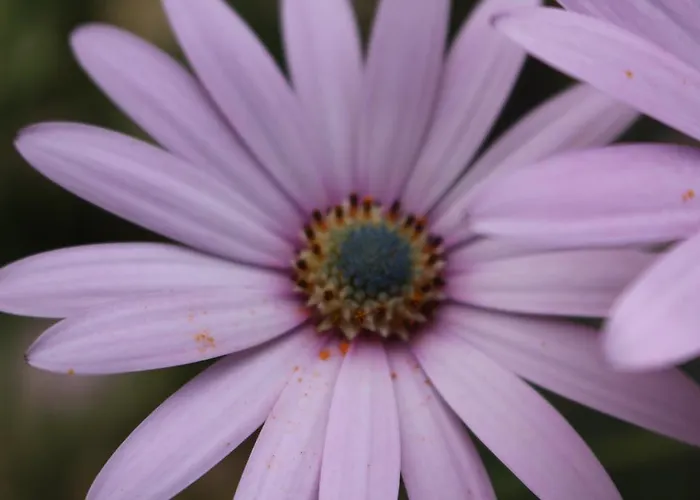 House In Caramagna Imperia