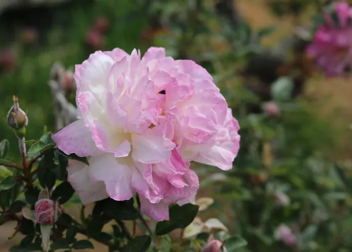 Lägenhet House In Caramagna Imperia