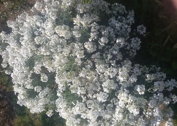 House In Caramagna Lejlighed *